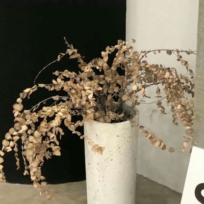 兽设星空元素设计兽圈社群